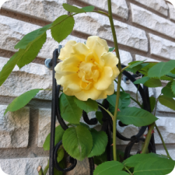 Bild150-Blume